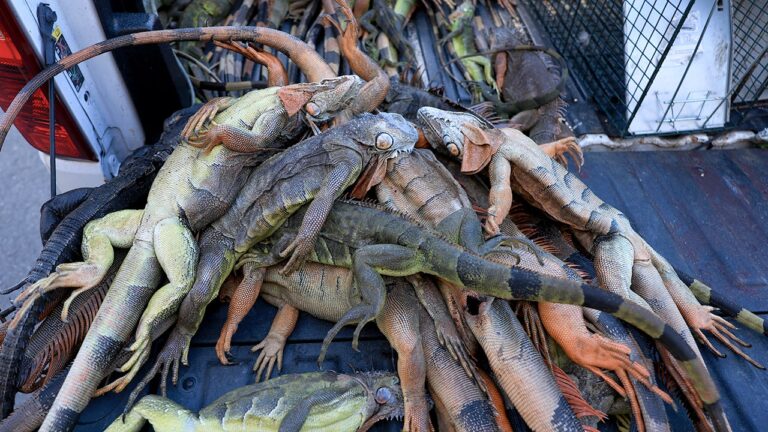 Over 5,000 cold-stunned iguanas removed in two days during state’s record freeze