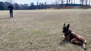 K9 hit by vehicle during bank robbery chase, keeps going and helps capture suspect
