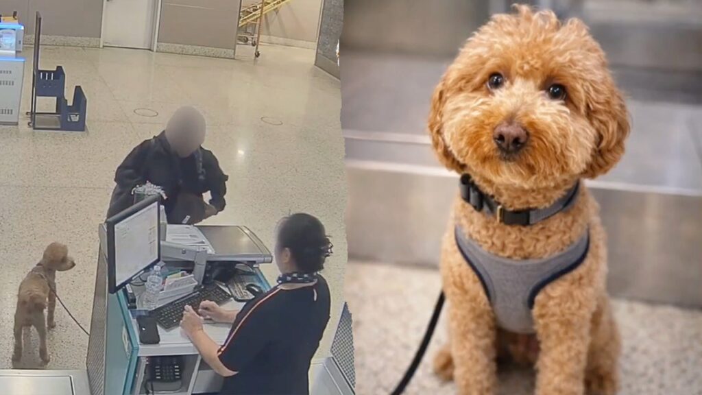 Woman charged with animal abandonment after leaving dog tied at JetBlue counter at Las Vegas airport Woman charged with animal abandonment after leaving dog tied at JetBlue counter at Las Vegas airport
