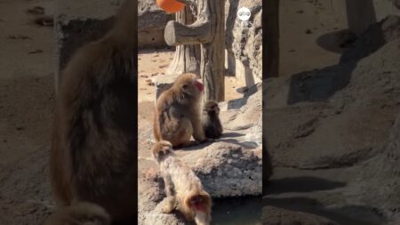 Punch the “lonely” monkey making friends, zoo reports