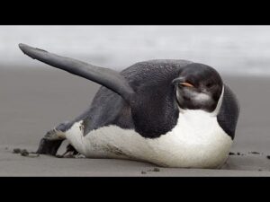 Emperor penguins face growing threat as sea ice disappears