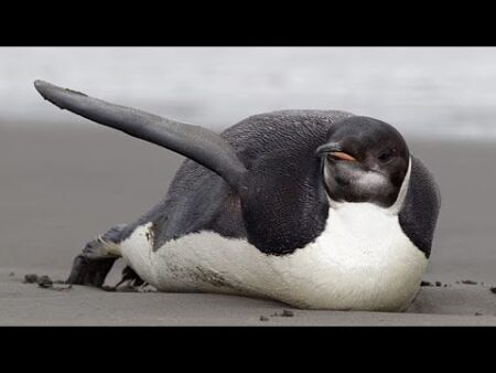 Emperor penguins face growing threat as sea ice disappears