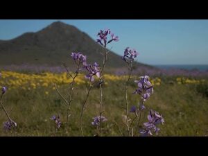 ‘A celebration for the bugs’: Flowers burst into colour after southern Spain’s record rainfall