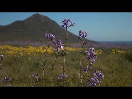 ‘A celebration for the bugs’: Flowers burst into colour after southern Spain’s record rainfall