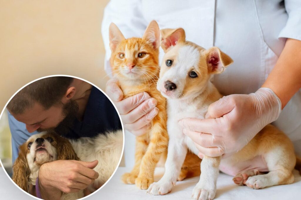 3 in 10 US pet owners spend more on their pet than they do on their own health: report