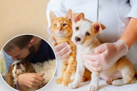 3 in 10 US pet owners spend more on their pet than they do on their own health: report 3 in 10 US pet owners spend more on their pet than they do on their own health: report