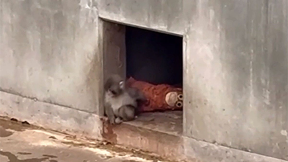 Punch-kun holds stuffy in zoo enclosure