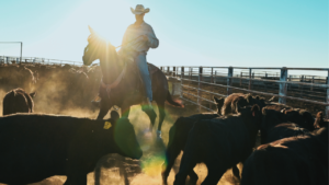 The surprising reason why Americans could face high beef prices for years