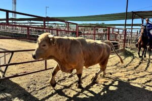 Flesh-eating parasite sparks disaster declaration in Texas