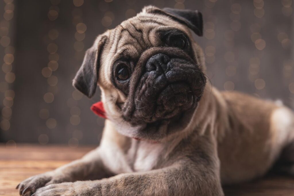 Dear Abby: My employee wants to take bereavement leave for her dead dog