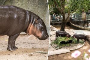 Moo Deng fans concerned over viral pygmy hippo’s shocking living conditions: ‘Really sad to see it like this’