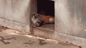 Orphaned baby monkey finds comfort in stuffed animal after being abandoned by mother at birth