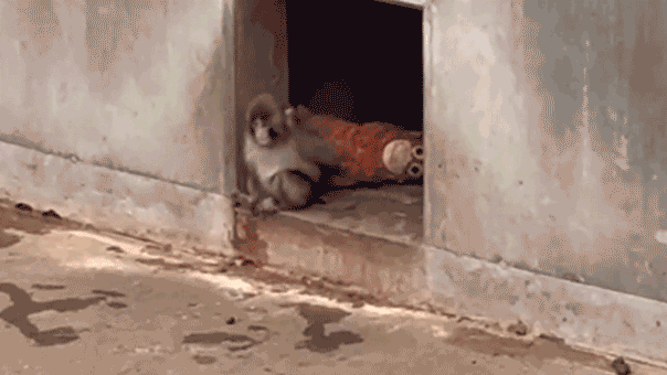 Orphaned baby monkey finds comfort in stuffed animal after being abandoned by mother at birth Orphaned baby monkey finds comfort in stuffed animal after being abandoned by mother at birth