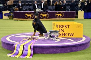Owners of Westminster-winning Doberman pinscher Penny dish on their ‘diva’ dog’s antics: ‘She just switches it on’