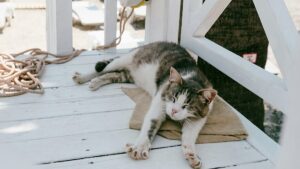 This cruise allows passengers to live onboard – and bring their pets This cruise allows passengers to live onboard – and bring their pets