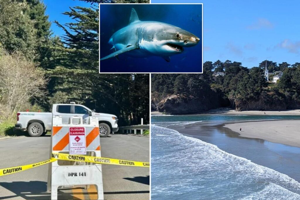 Surfer seriously injured in shark attack off California coast Surfer seriously injured in shark attack off California coast