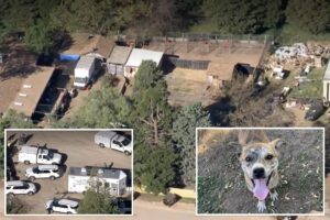 LA officials save 700 dogs, cats in what could be largest animal rescue operation in US history
