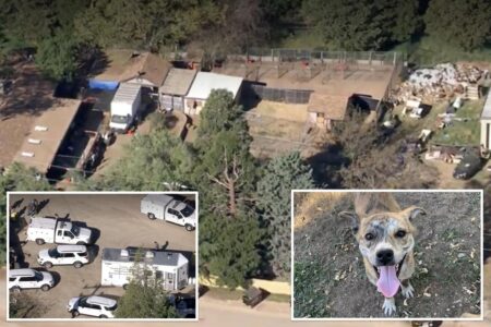 LA officials save 700 dogs, cats in what could be largest animal rescue operation in US history