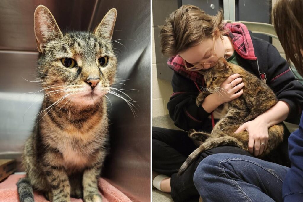 Missing cat reunited with owners after 5 years: ‘I was in disbelief’ Missing cat reunited with owners after 5 years: ‘I was in disbelief’
