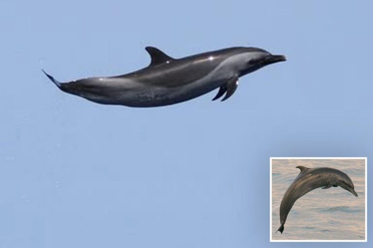 Beloved sea mammal dubbed ‘Michael Jordan’ for insane act confirming the wonder of nature Beloved sea mammal dubbed ‘Michael Jordan’ for insane act confirming the wonder of nature