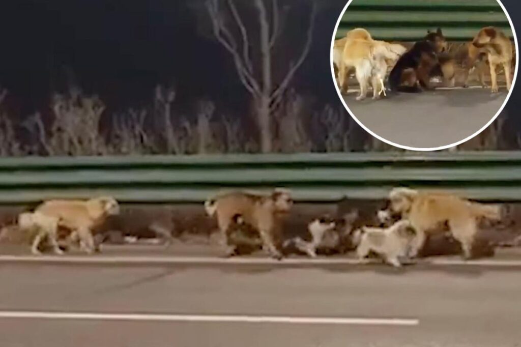 Viral tale of ‘stolen’ dogs that escaped slaughter warmed hearts all over the globe — but it was fake