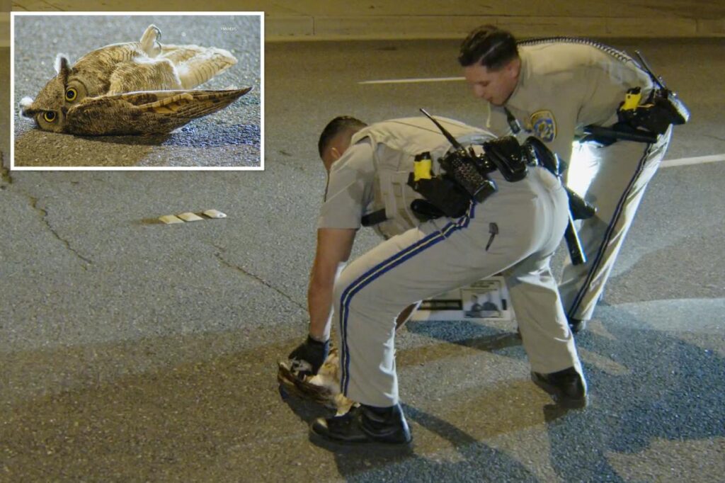 Adorable owl rescued after taking nosedive onto busy SoCal roadway Adorable owl rescued after taking nosedive onto busy SoCal roadway