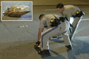 Adorable owl rescued after taking nosedive onto busy SoCal roadway Adorable owl rescued after taking nosedive onto busy SoCal roadway