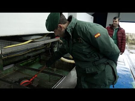 Global crackdown on the ‘Eel Mafias’ behind a billion-euro wildlife crime