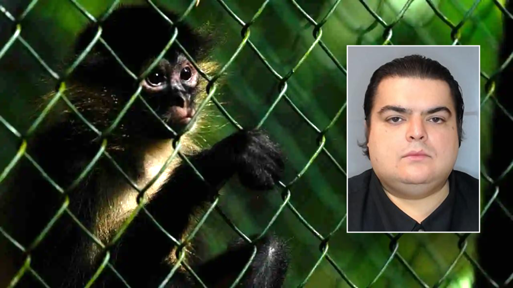 ‘Deeply disturbing’ animal cruelty operation involving baby monkeys busted by ICE investigation