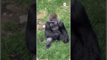 Punch the monkey inspires zoos