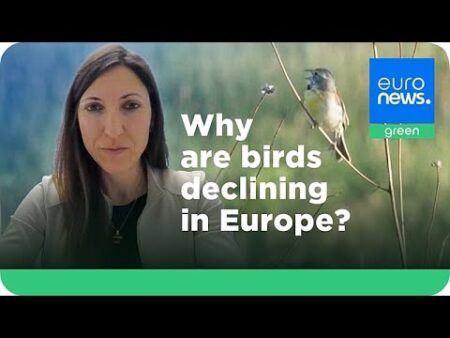 Europe’s disappearing birds are a symptom of a broken food and farming system Europe’s disappearing birds are a symptom of a broken food and farming system