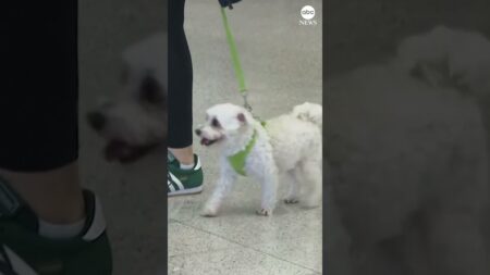 Greece launches airlift for pets and owners trapped in Middle East