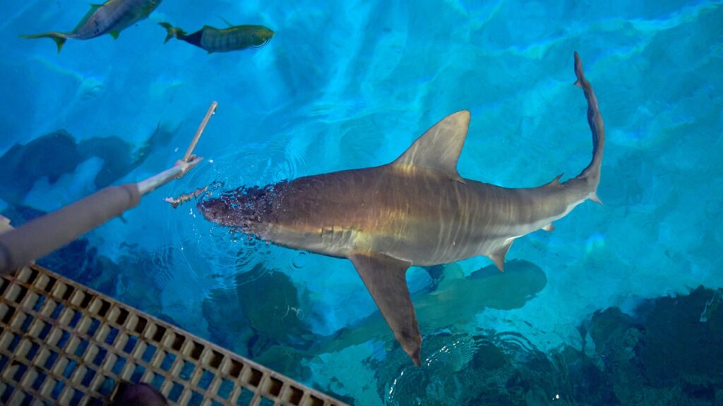 Tourists in Las Vegas pay ,000 for dinner on the Strip while sharks eat like royalty