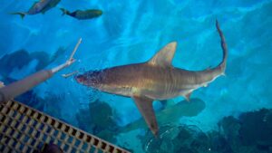 Tourists in Las Vegas pay ,000 for dinner on the Strip while sharks eat like royalty Tourists in Las Vegas pay ,000 for dinner on the Strip while sharks eat like royalty