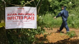 Highway shut down after waste truck carrying dead bird flu ducks crashes in northern Indiana Highway shut down after waste truck carrying dead bird flu ducks crashes in northern Indiana