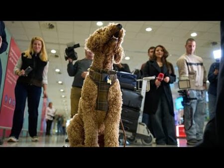‘My cat is my family’: Greece launches animal airlift to evacuate pets from Middle East