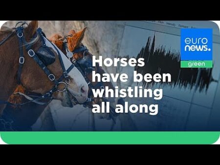 Horses ‘whinny’ to find new friends and celebrate. This unique sound has been a mystery – until now Horses ‘whinny’ to find new friends and celebrate. This unique sound has been a mystery – until now