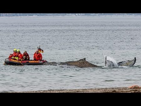 Humpback whale stranded in Germany’s Baltic Sea has swum off a sandbank. But it isn’t safe yet