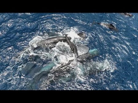 ‘Really special’: Watch as mother, sister and daughter whales unite in supporting newborn calf