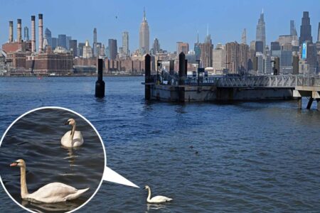 Rare, majestic trumpeter swan spotted in NYC for first time —hangs out with fellow fowl