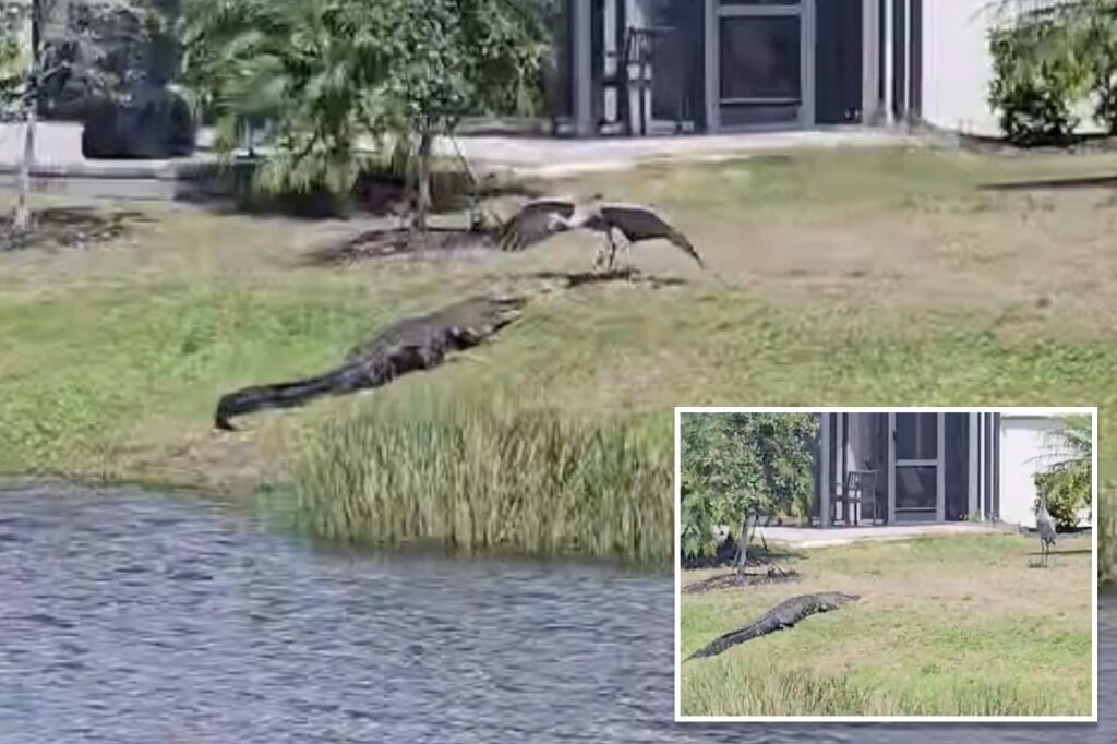 Crane scares off alligator in epic showdown: ‘Most Florida video ever’ Crane scares off alligator in epic showdown: ‘Most Florida video ever’