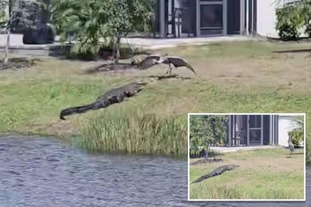 Crane scares off alligator in epic showdown: ‘Most Florida video ever’