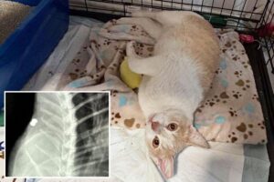 Cat killer on the loose in Los Angeles as dozens are found dead Cat killer on the loose in Los Angeles as dozens are found dead