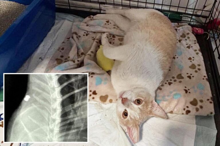 Cat killer on the loose in Los Angeles as dozens are found dead Cat killer on the loose in Los Angeles as dozens are found dead