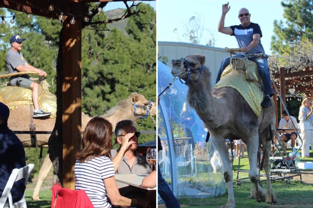 Famous California winery whose founder was a DC titan is slammed for hosting ‘brutal’ camel rides
