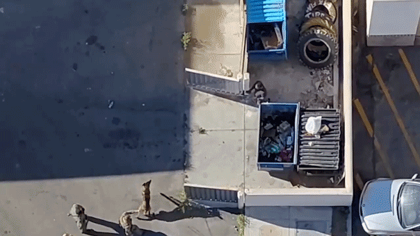 Video shows police drone track down madman after alleged rampage with stabbing, shooting, crash into store Video shows police drone track down madman after alleged rampage with stabbing, shooting, crash into store