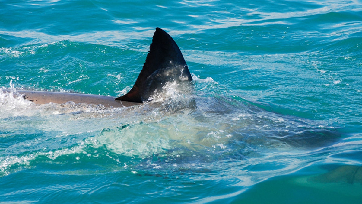 The fin of a great white shark cuts through the water, Gansbaai, South Africa
