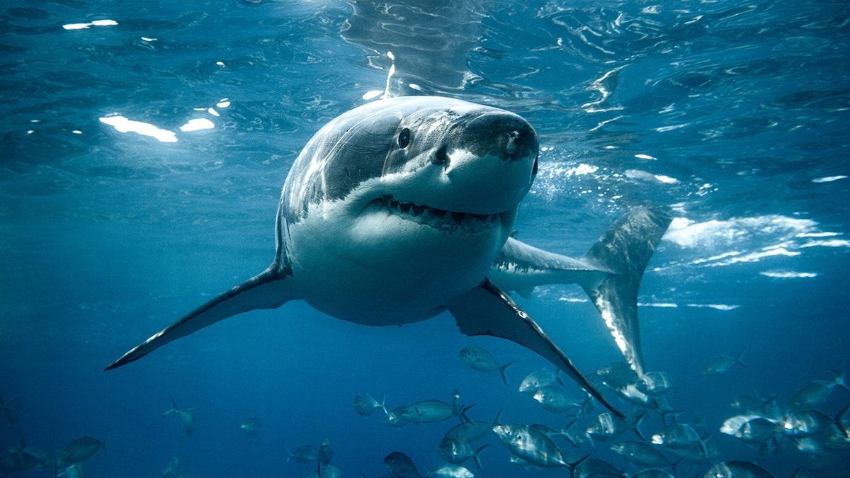 Shark in ocean waters.
