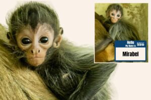 Zoo reveals name of newborn spider monkey after asking public for help