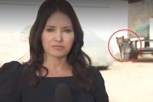 Bear with us: Reporter’s live shot interrupted by wild encounter in Monrovia Bear with us: Reporter’s live shot interrupted by wild encounter in Monrovia